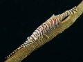 Saw Blade shrimp (Tozeuma Amatum)on a Whip Cpral