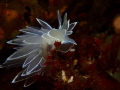 White Lined Dirona taken in Puget Sound