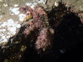 Red Octopus in Puget Sound