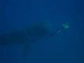 Whale Shark & Freediver taken in Mozambique Natural Light