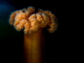 The giant plumose Anemone