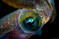Eye of a juvenile squid on the surface, during a night dive in Coron Bay