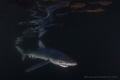 The very last sliver of red light from the sun and a curious Blue Shark in the dark off the coast of Rhode Island, USA
