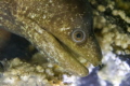 A large eel hides in a hollow
