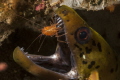 Moray with cleaning shrimp
