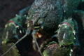 Ewen Ponds Crayfish