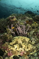 Tube Sponge & Leather Coral