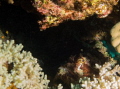 Scorpion Fish hiding under coral