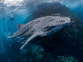 Too Much, Too Soon

Whale Shark - Rhincodon typus

Sail Rock, Thailand