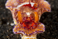 Emperor shrimp rides on a nudibranch