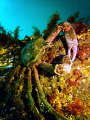 Kelp crab in Puget Sound