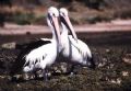 2 Pelicans , Kangaroo Island / South Australia - Kingscote Beach
