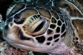 Turtle taken with an Nikon AW130