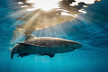 'A Light Embrace' - A lemon shark glides through the late-afternoon sunlight off the coast of Grand Bahama