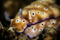 A symbiosis between a nudibranch and an emperor shrimp.