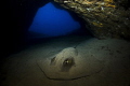 I entered this cave in Fernando de Noronha, Brazil, and found this ray just laying there but way too close to the wall. I had to squeeze myself to take the picture but I liked the result.