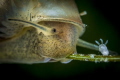 A tiny pond snail and a polyp taken with the MP 65-E at 5:1 magnification in a german lake.