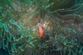 Anemonefish in Teal Anemone