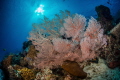 Underwater ecosystem health, corals grow very well!