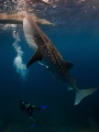 Whaleshark with diver in Oslob