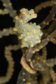 A pregnant male Pygmy Sea Horse