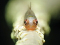 whip coral goby on pose
