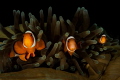 3 Clowns and an anemone.