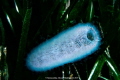 Pyrosoma atlanticum between Posidonia Oceanica