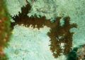WHO KNOWS WHAT THIS IS!!!looks like a piece of coral, but it's not, picture taken at 12meter, and the 