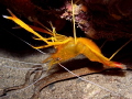 Stenopus spinosus
GOLDEN SHRIMP