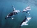 4 Dolphins , Patagonia - Puerto Piramides