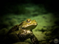Frog in the cold Freshwater of the Lake Lucerne!
Canon G16 with Ikelite Strobe!