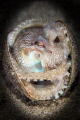 At home in a shell. A Coconut Octopus emerges from the sand in its home a shell in two halves.