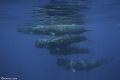 The Happy Pod/ Sperm Whale, Sri Lanka,Canon 5D MarkIII, 16-35mm, F8,1/250,ISO400.