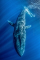 Balaenoptera musculus - Blue Whale