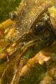 crayfish's head