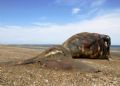 Dead Northern Right Whale , Coast of Patagonia near Puerto Pirámides