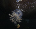 Jellyfish at Mornington Pier on a night dive.