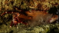 Crab-eating jellyfish