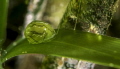 Smaragdia virdis on posidonia oceanica