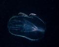 Two Hyperiid Amphipods Hitch A Ride on a Comb Jelly on a Blackwater Dive in West Palm Beach, Florida