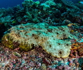 Close up to a Wobbegong Shark Close up to a Wobbegong Shark