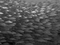 school of bastard grunts school of bastard grunts