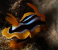 Chromodoris quadricolor Chromodoris quadricolor
