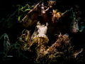 CARETAKER
Comb tooth Blenny on a Shell CARETAKER
Comb tooth Blenny on a Shell