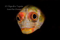 Blenny in Black Acapulco M xico Blenny in Black Acapulco M xico