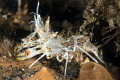 Tiger shrimp in Merati Amed Bali Tiger shrimp in Merati Amed Bali