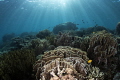 Reef scene at Tetawa Besar Komodo Reef scene at Tetawa Besar Komodo