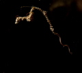 Lembeh Seadragon Lembeh Seadragon
