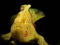 Painted frogfish in Lembeh Painted frogfish in Lembeh